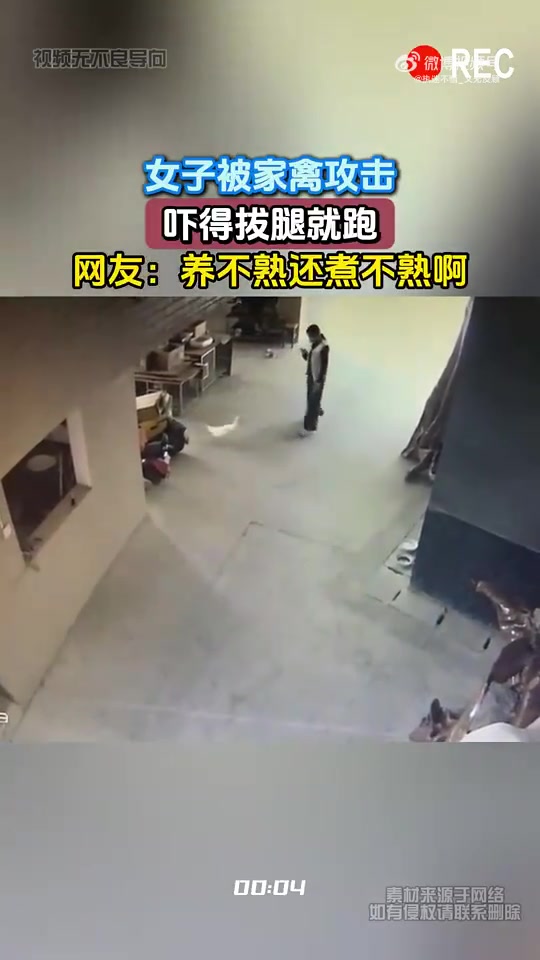女子遭家禽攻击拔腿跑，网友：养不熟还煮不熟