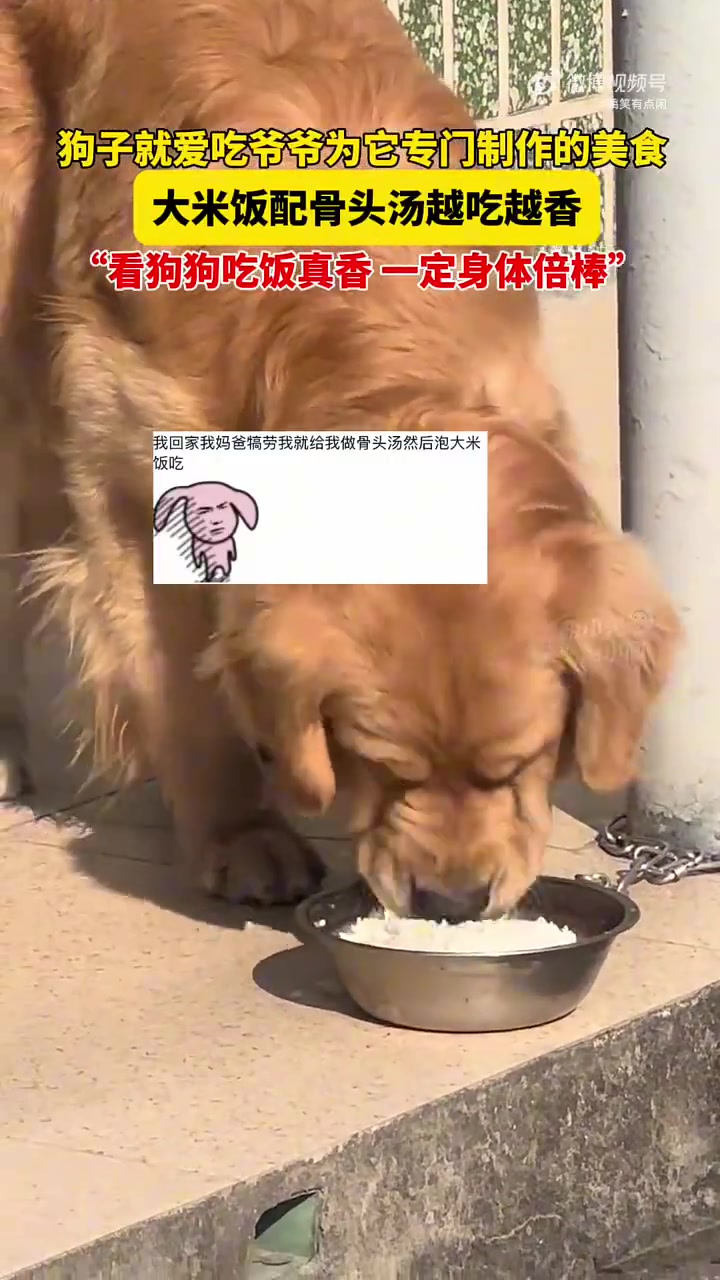 狗子爱吃爷爷专门做的美食