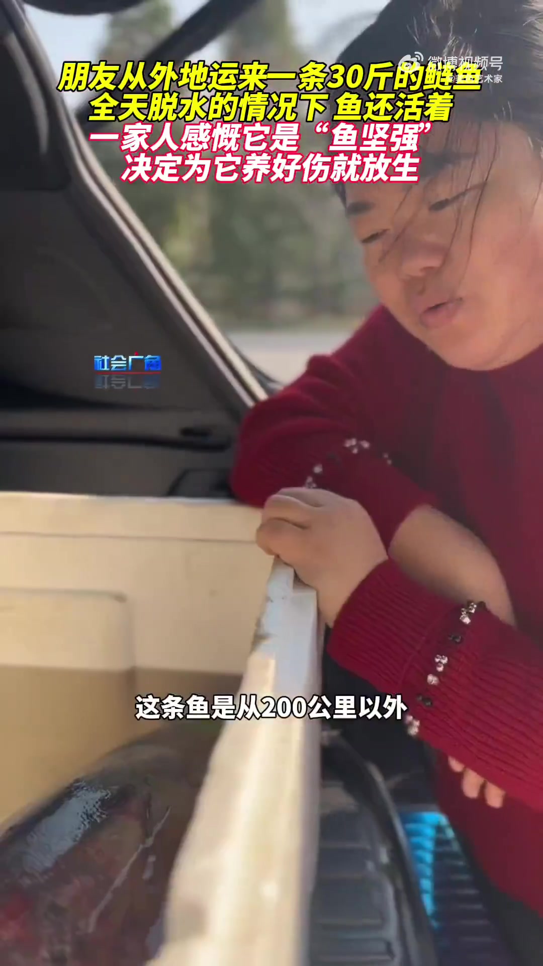 一家人决定照顾鱼待其好后放生，鱼似听懂，顽强活了下来