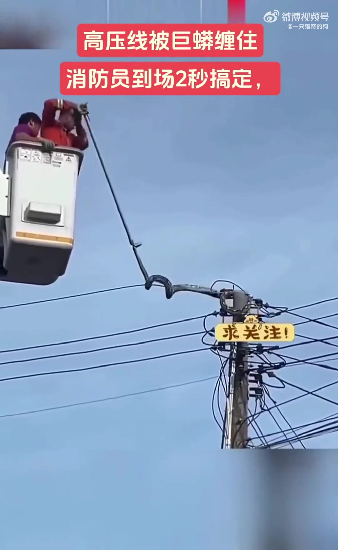 高压线被巨蟒缠住，消防员2秒快速解决