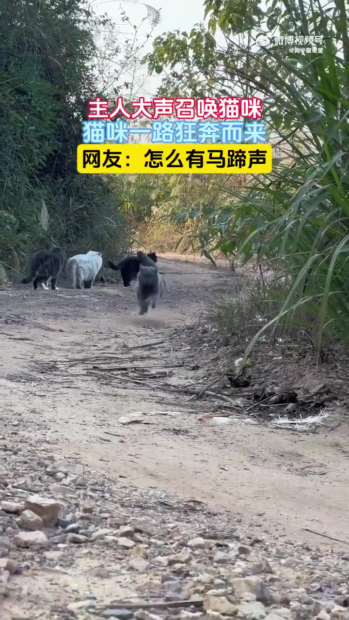 主人大声唤猫，猫狂奔而来，网友：咋有马蹄声