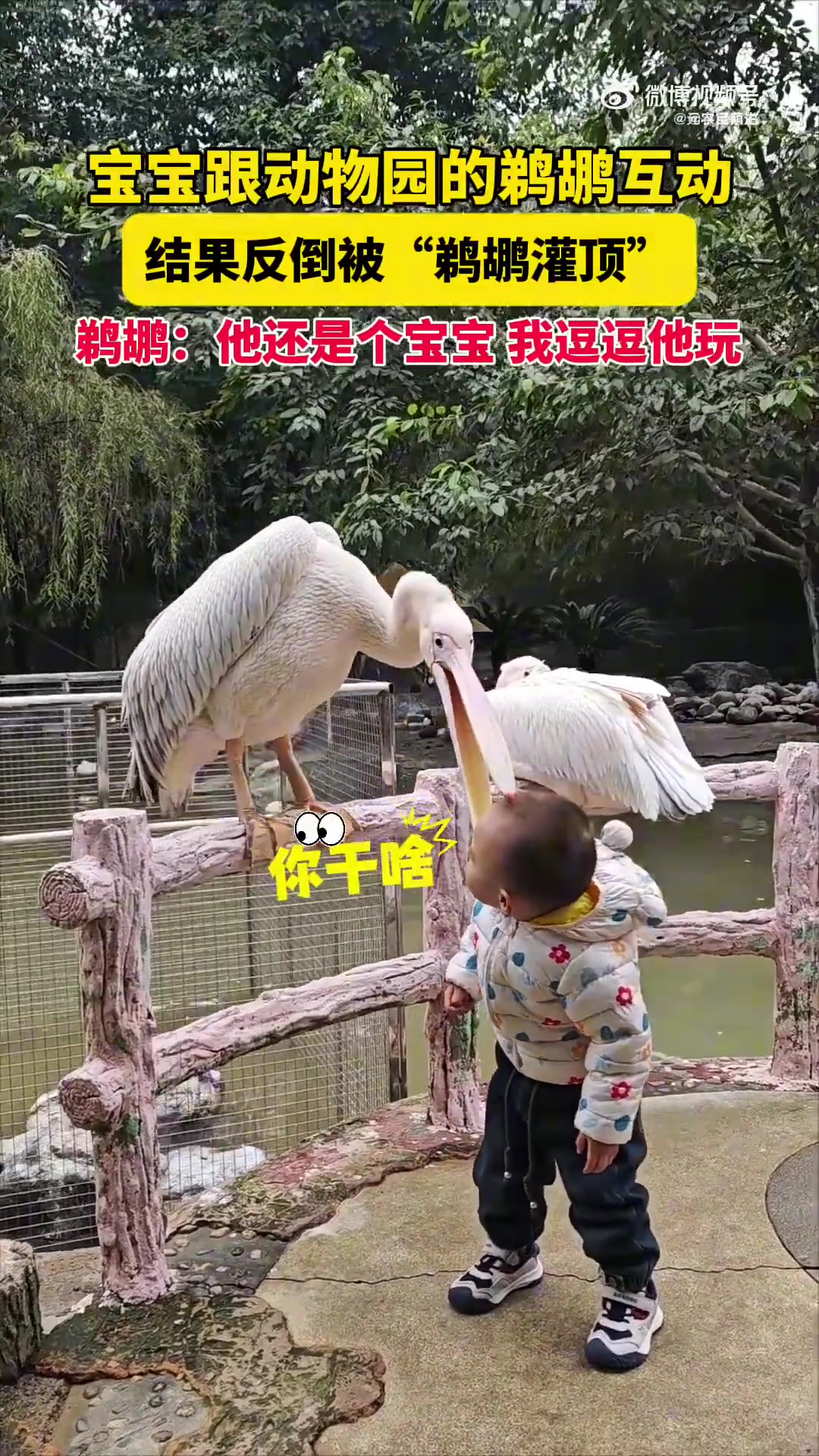 宝宝与动物园鹈鹕互动，反被“鹈鹕灌顶”