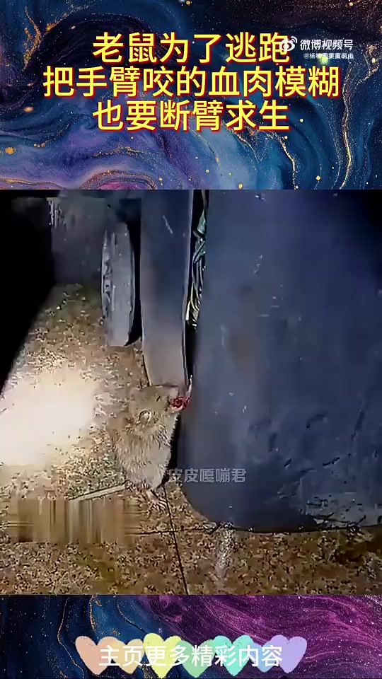 老鼠逃跑咬手臂至血肉模糊，不惜断臂求生
