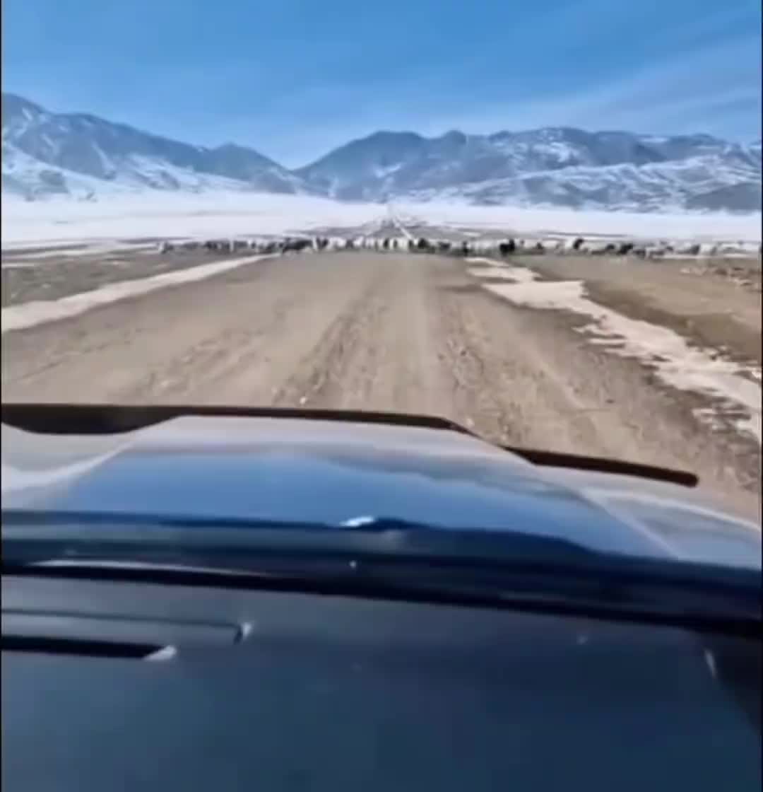 路上遇见二狗子在指挥羊群过马路！