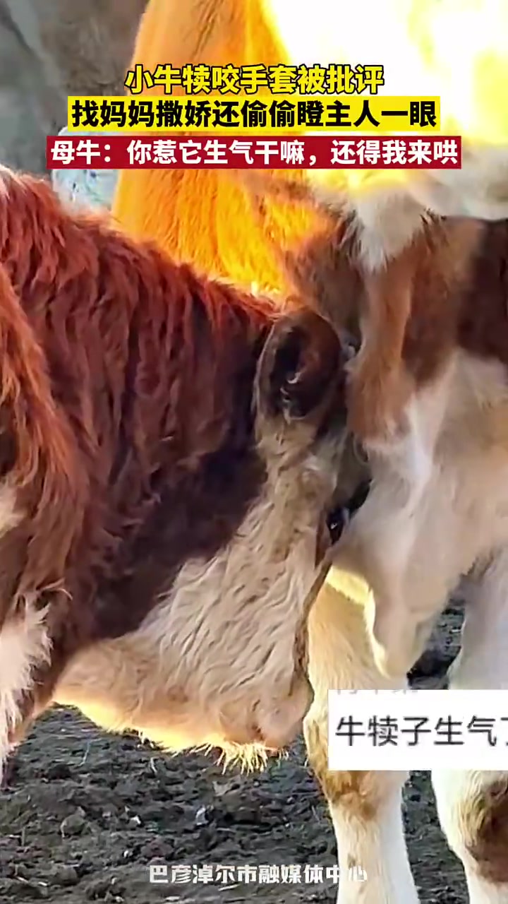 小牛犊咬手套被批评，找妈妈撒娇还偷偷瞪主人一眼！