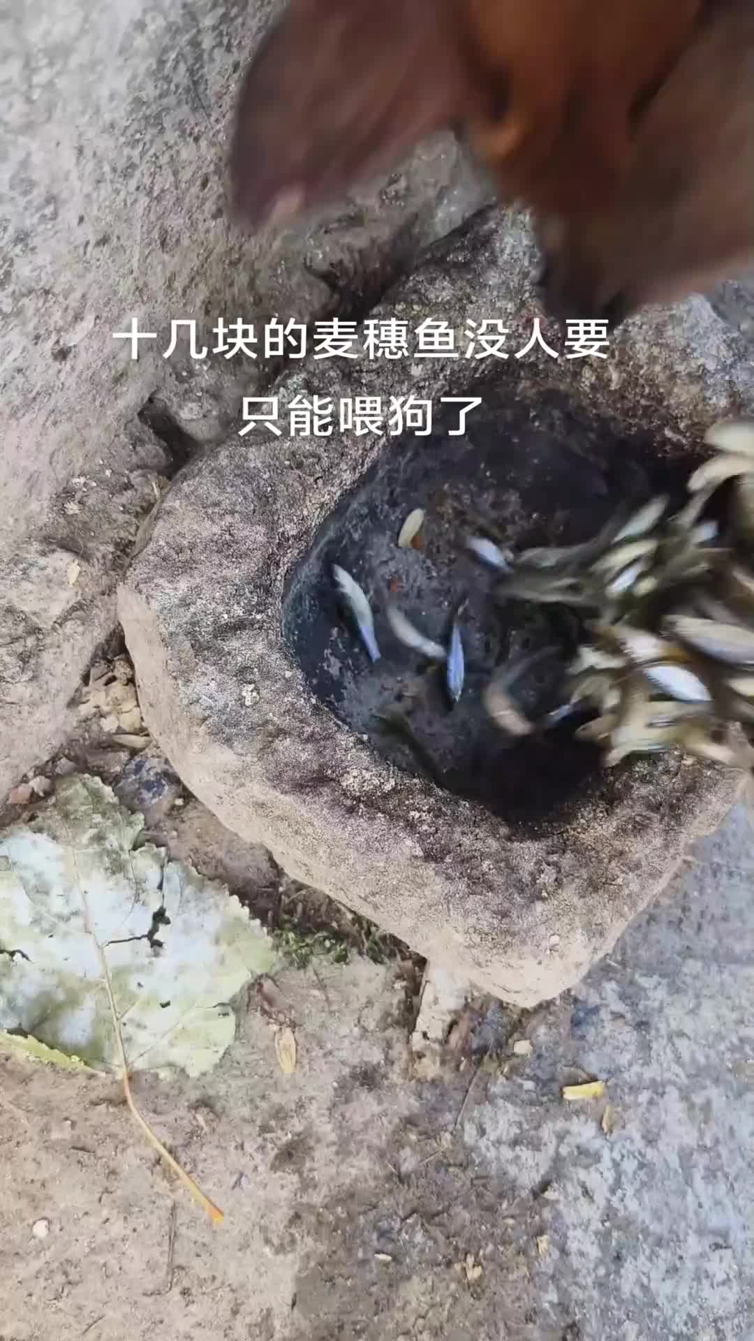 它这是饿了多久了啊，吃得那么快