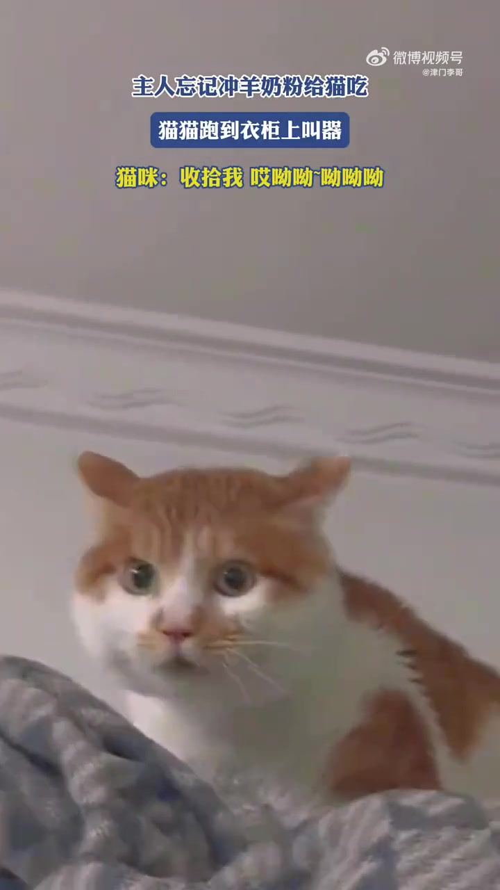 主人忘冲羊奶粉，猫跑衣柜上叫：收拾我！呦呦呦！