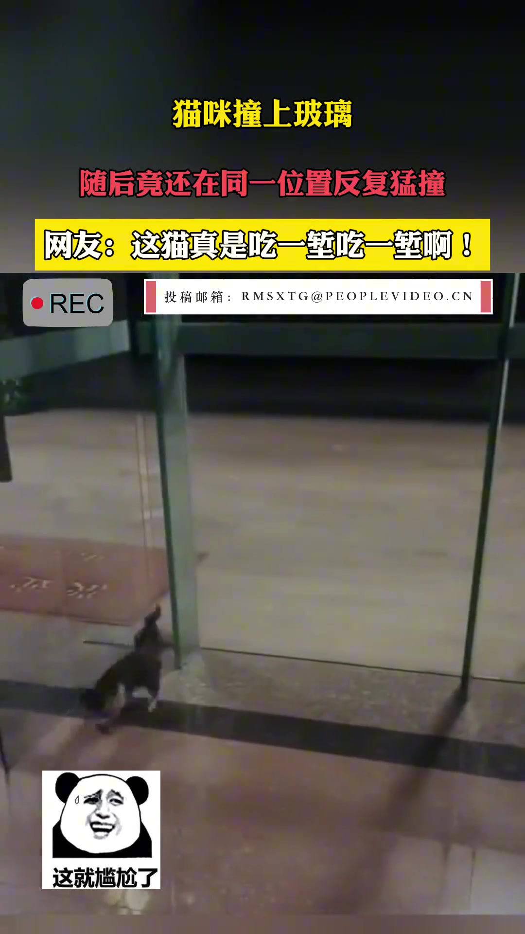 猫咪撞上玻璃，随后竟还在同一位置反复猛撞