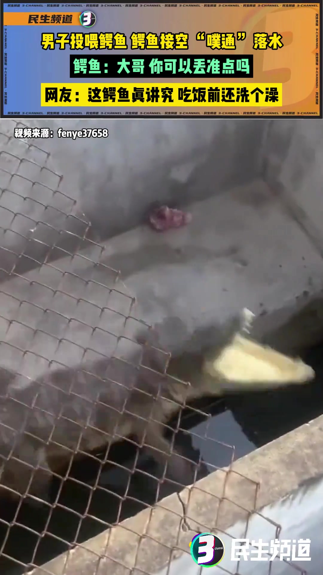 男子投喂鳄鱼，鳄鱼接空“噗通”落水