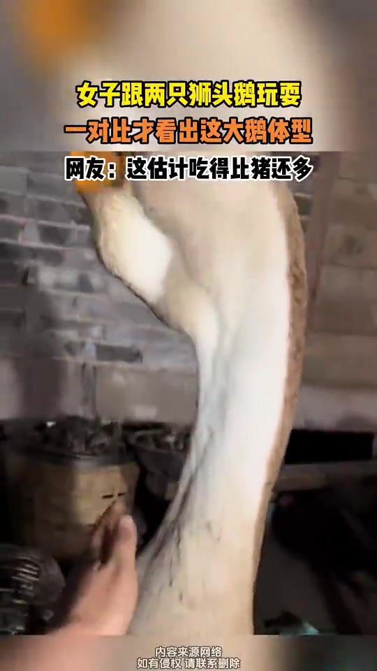 女子跟两只狮头鹅玩耍，没想到这鹅体型这么大