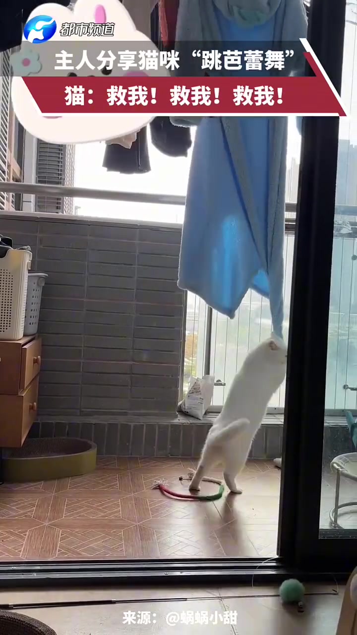 主人分享猫咪“跳芭蕾舞”，猫：救我！救我！救我！