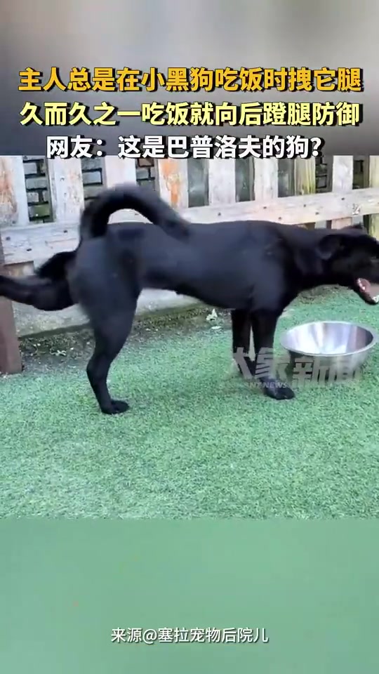 小黑狗被主人拉腿成条件反射