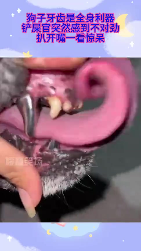 那么问题来了，被它咬了是打狂犬疫苗还是破伤风