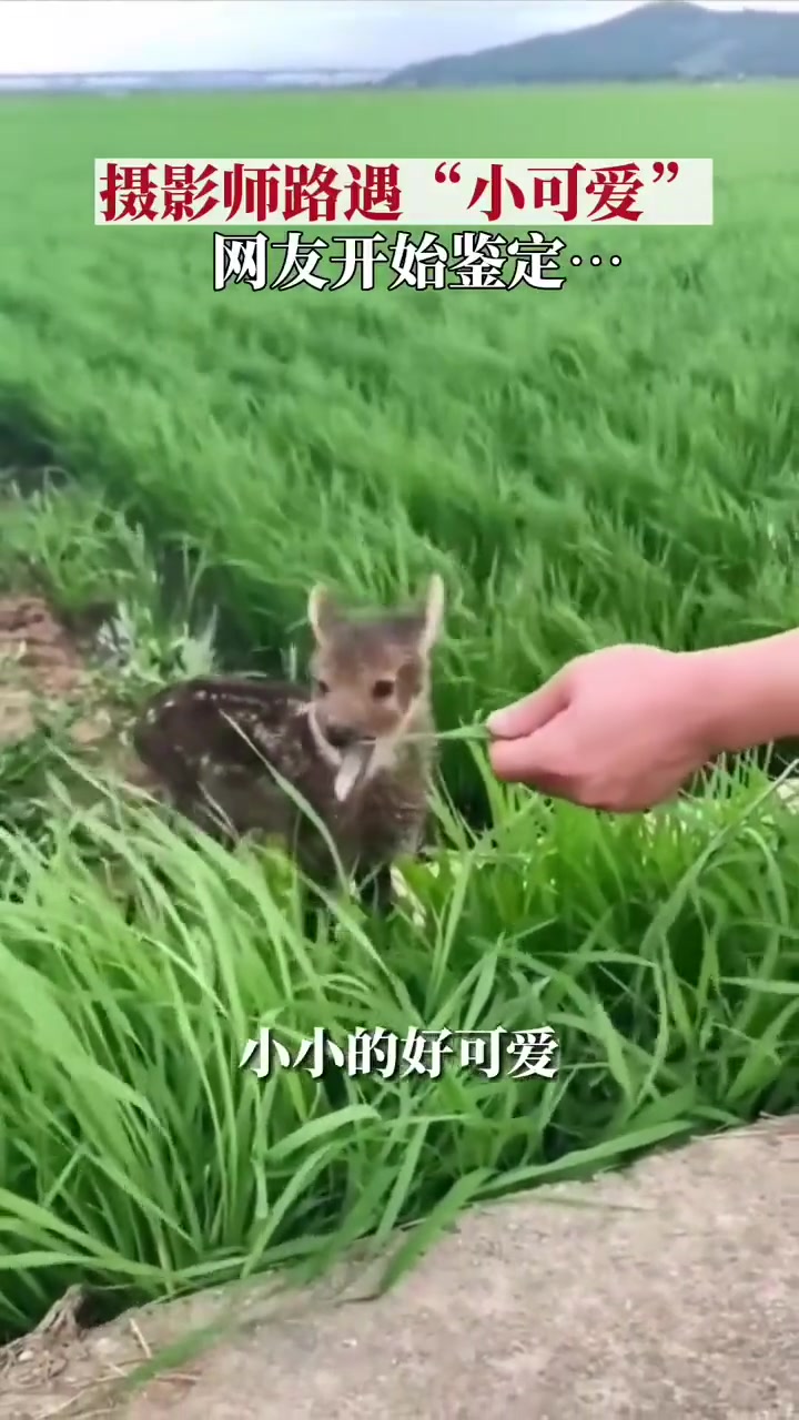 吧友们来看一下这只是什么动物