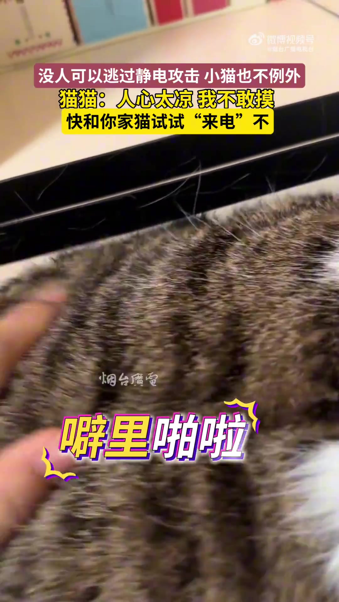 没人可以逃过静电攻击，小猫也不例外