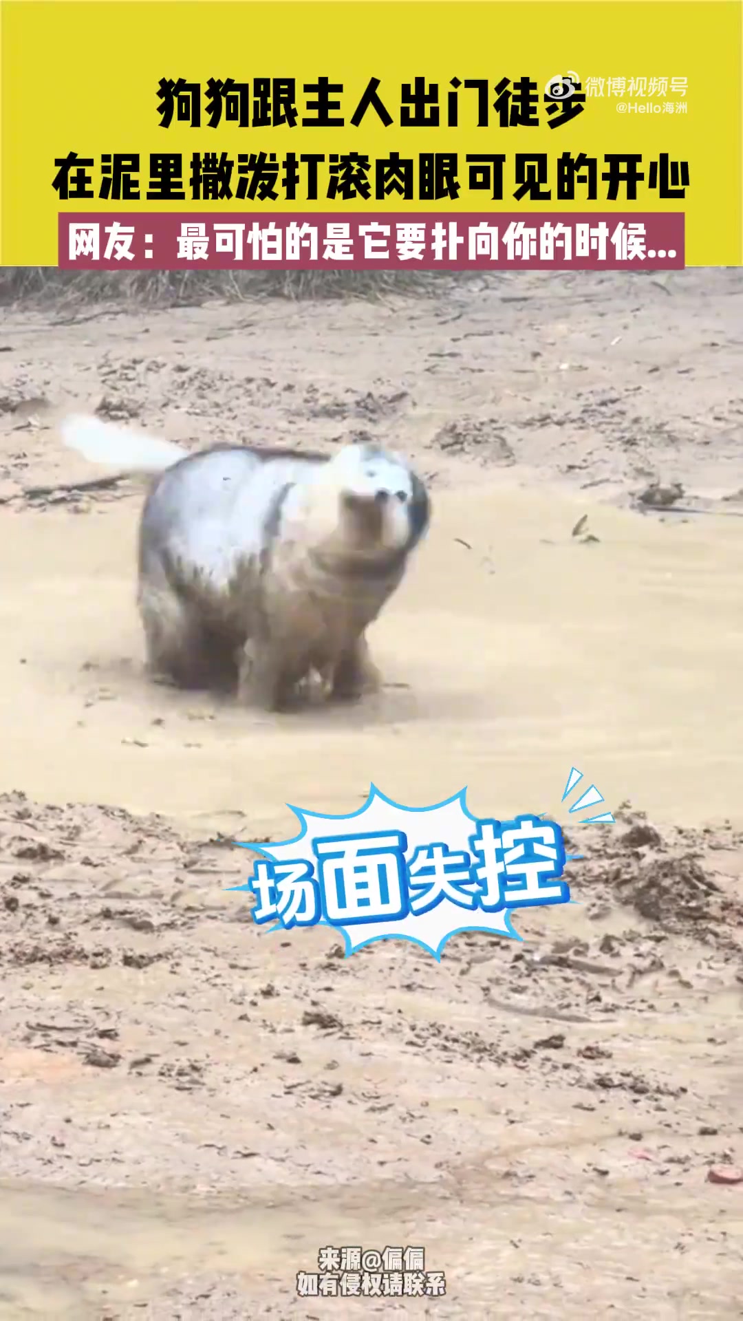 狗狗跟主人出门徒步，在泥里撒泼打滚肉眼可见的开心