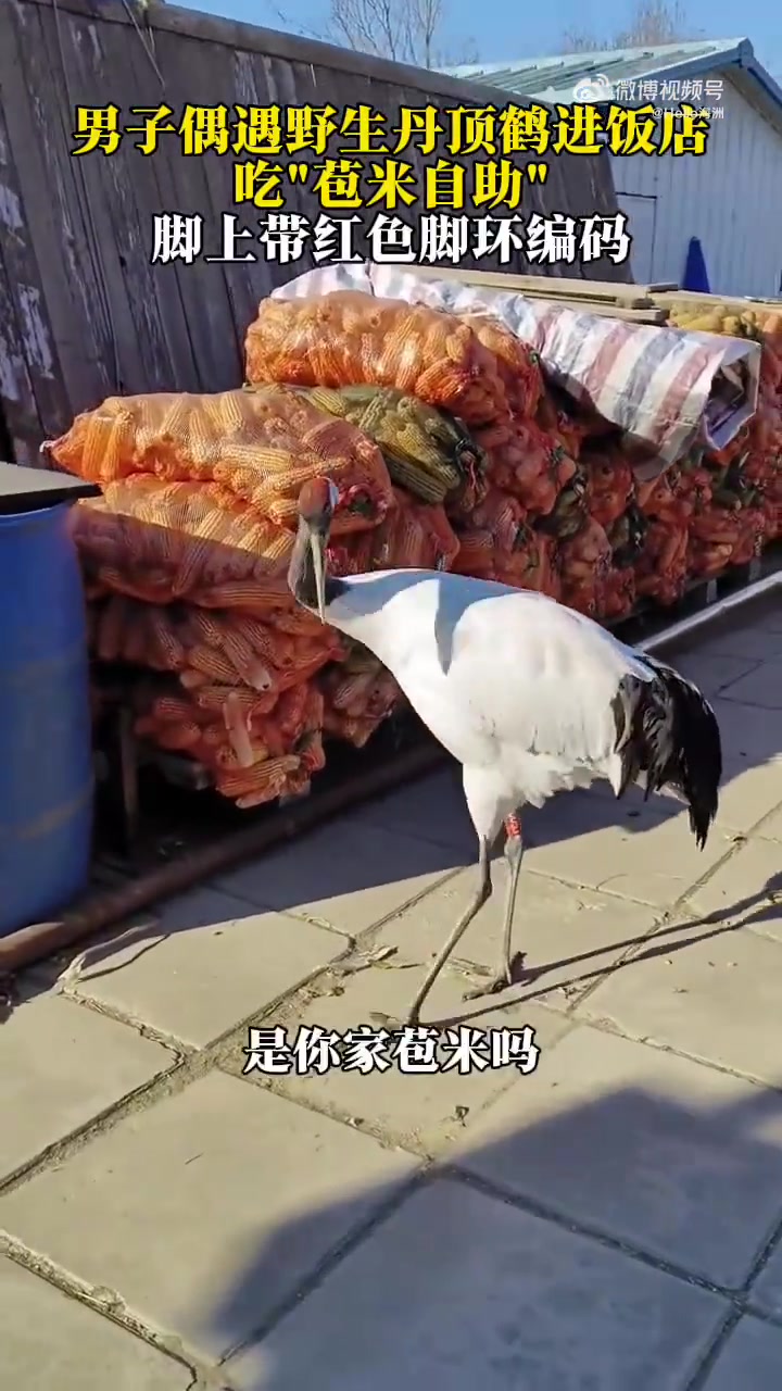 男子偶遇野生丹顶鹤进饭店吃“苞米自助”