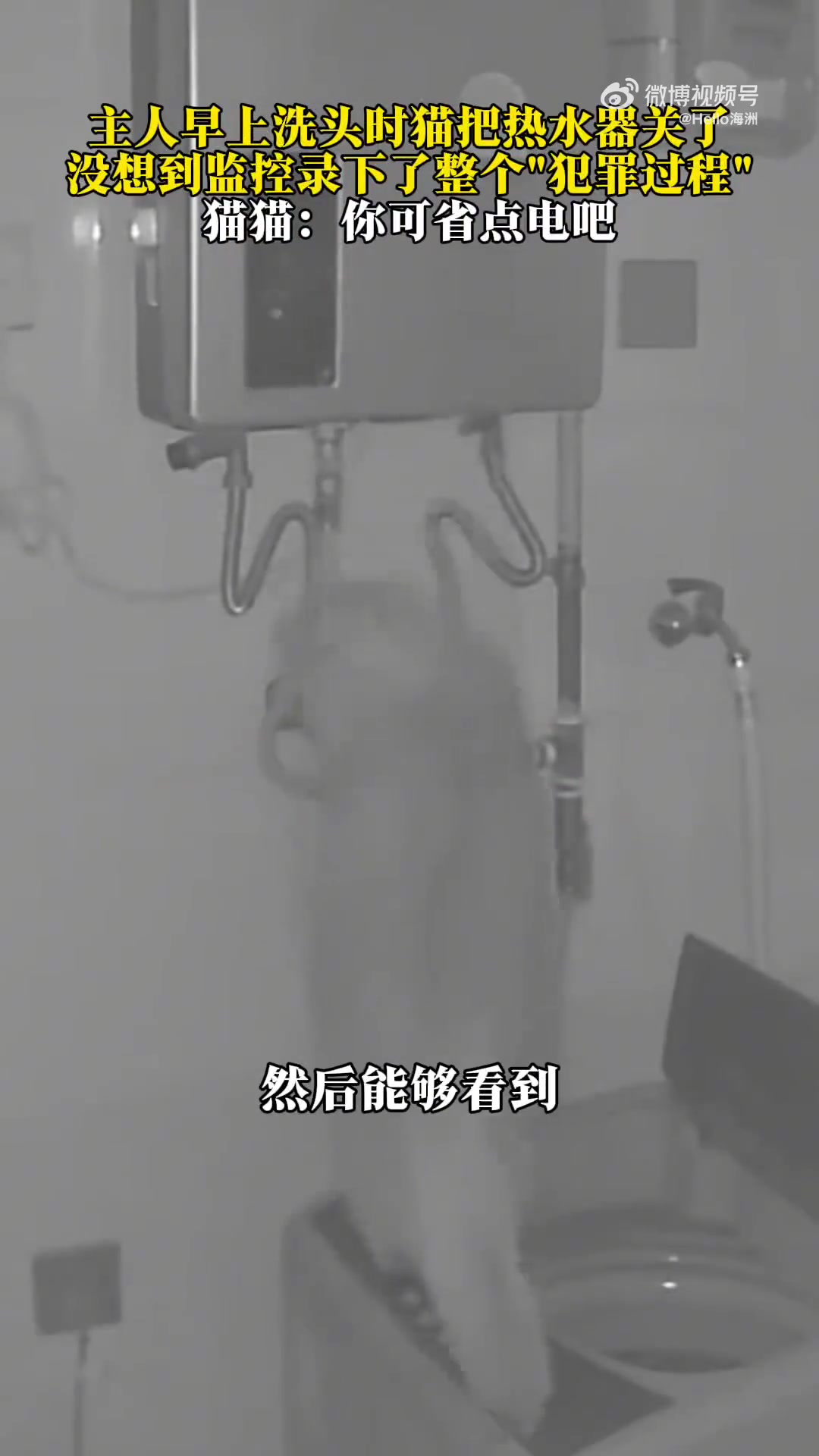 男生早上正洗头时猫把热水器关了，监控录下了整个“犯罪过程”