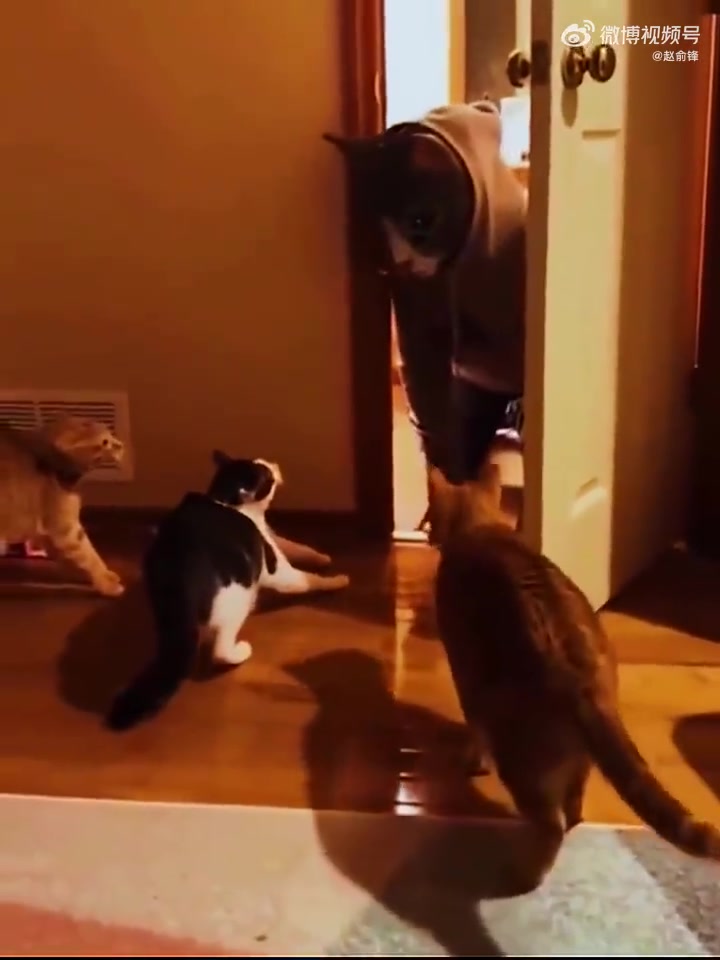把猫吓得会说人话了