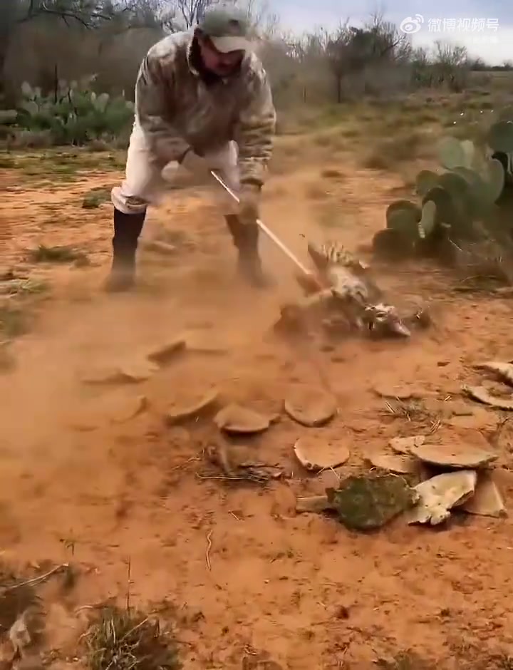 人与动物和谐共处！
