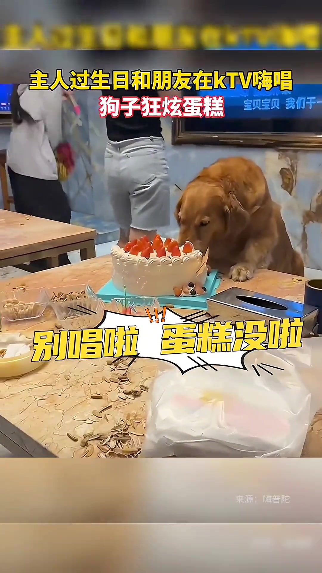 这狗成精了主人过生日KTV嗨唱狗子狂炫蛋糕