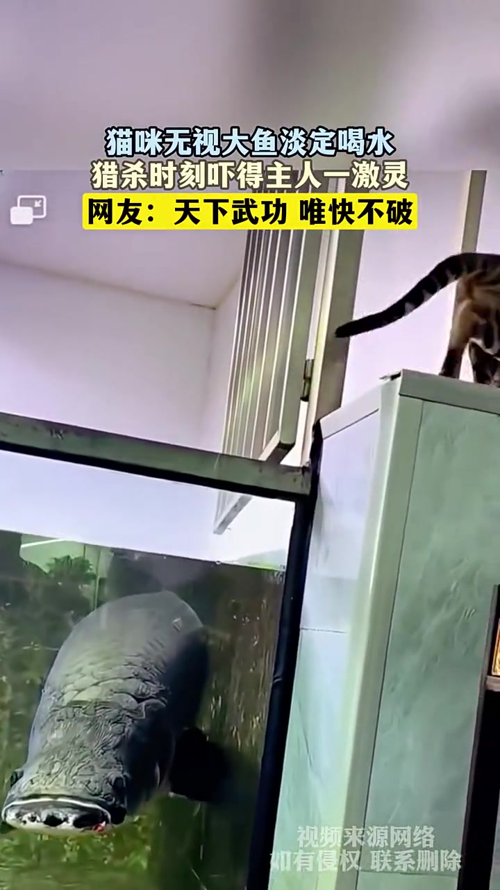 天下武功唯快不破