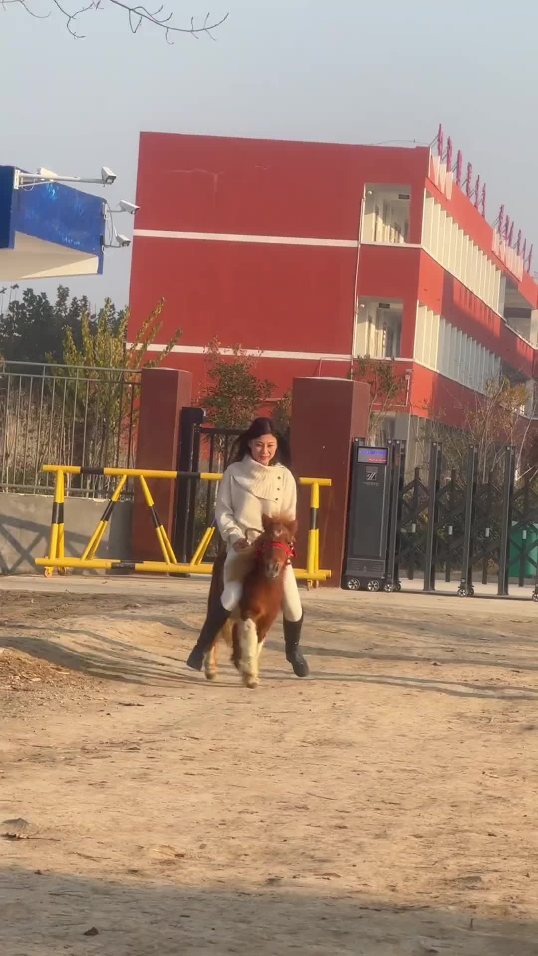 小矮马真好玩，虽然小但是真有劲！