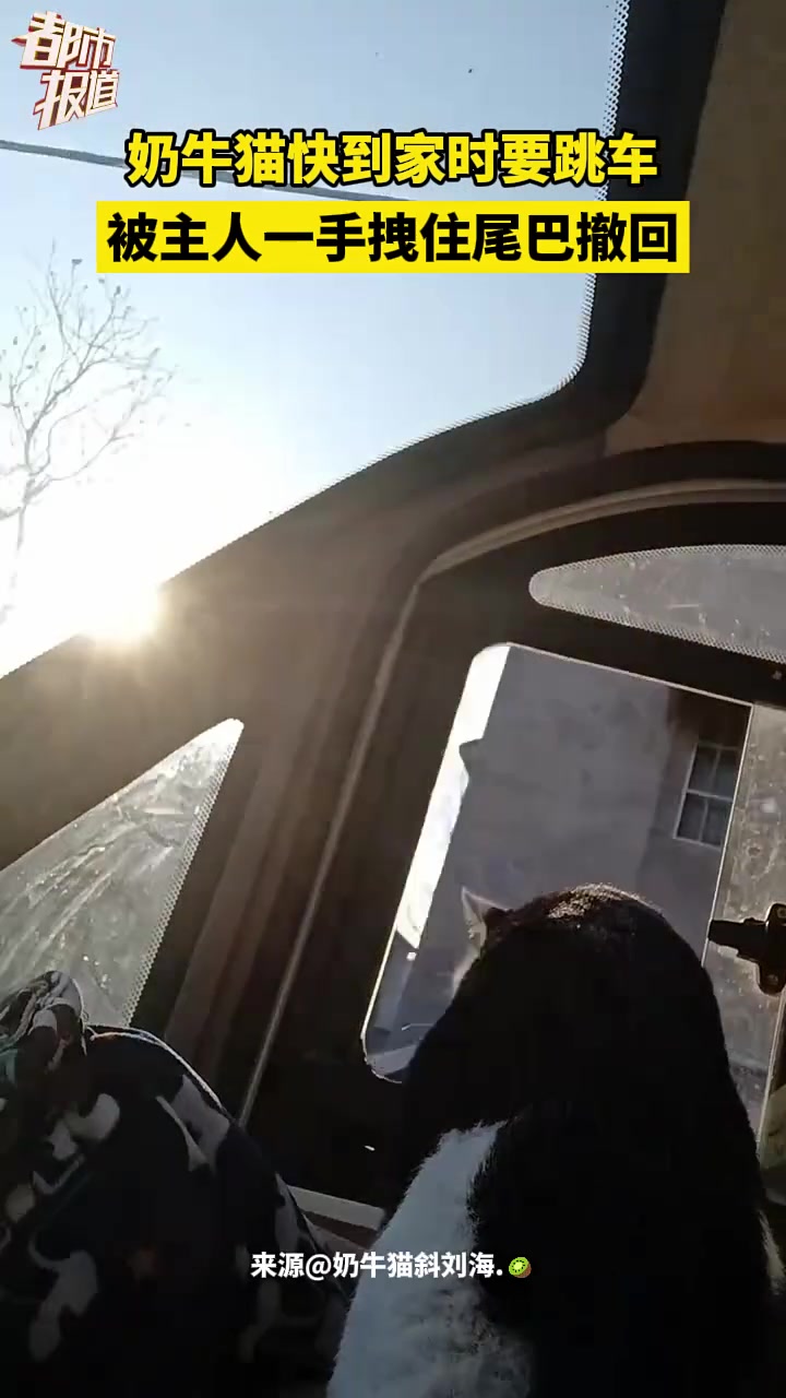奶牛猫快到家时要跳车，被主人一手拽住尾巴撤回