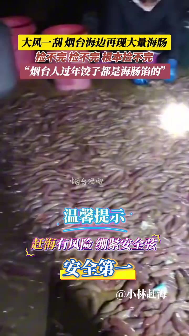大风一刮，烟台海边再现大量海肠，捡不完，捡不完，根本捡不完