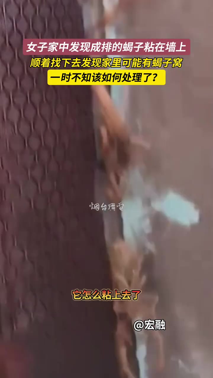 女子家中发现成排的蝎子粘在墙上，发现很有可能家里有蝎子窝