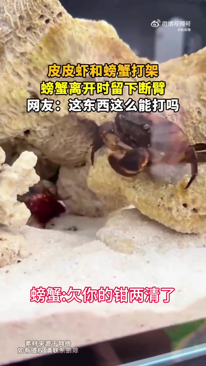 螃蟹与皮皮虾打架，断臂离开：欠你的钳，两清了