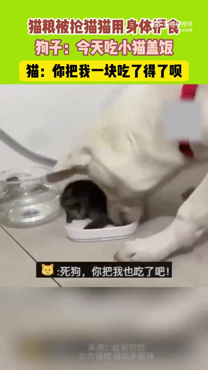 猫粮被抢，猫猫以身体护食