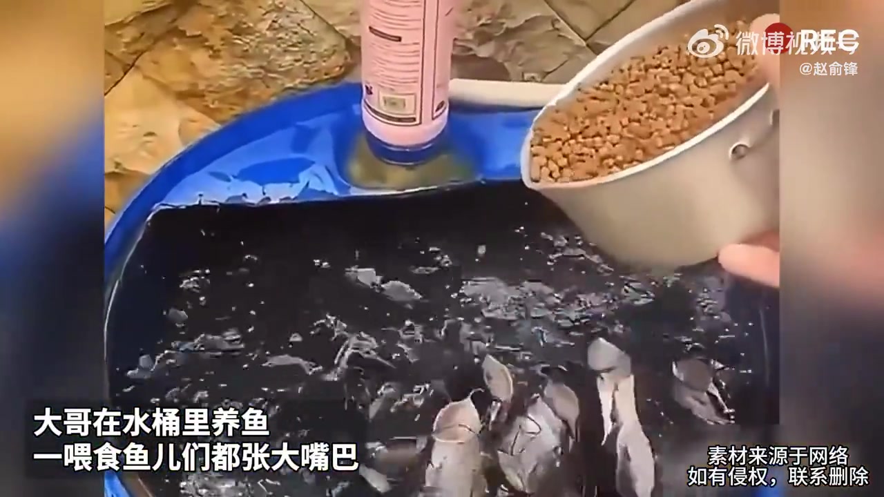 大哥水桶养鱼，喂食时鱼儿纷纷张大嘴巴