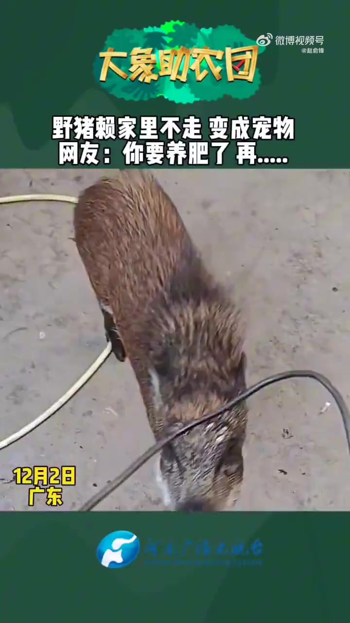 野猪赖家不走成宠物，网友：养肥了再