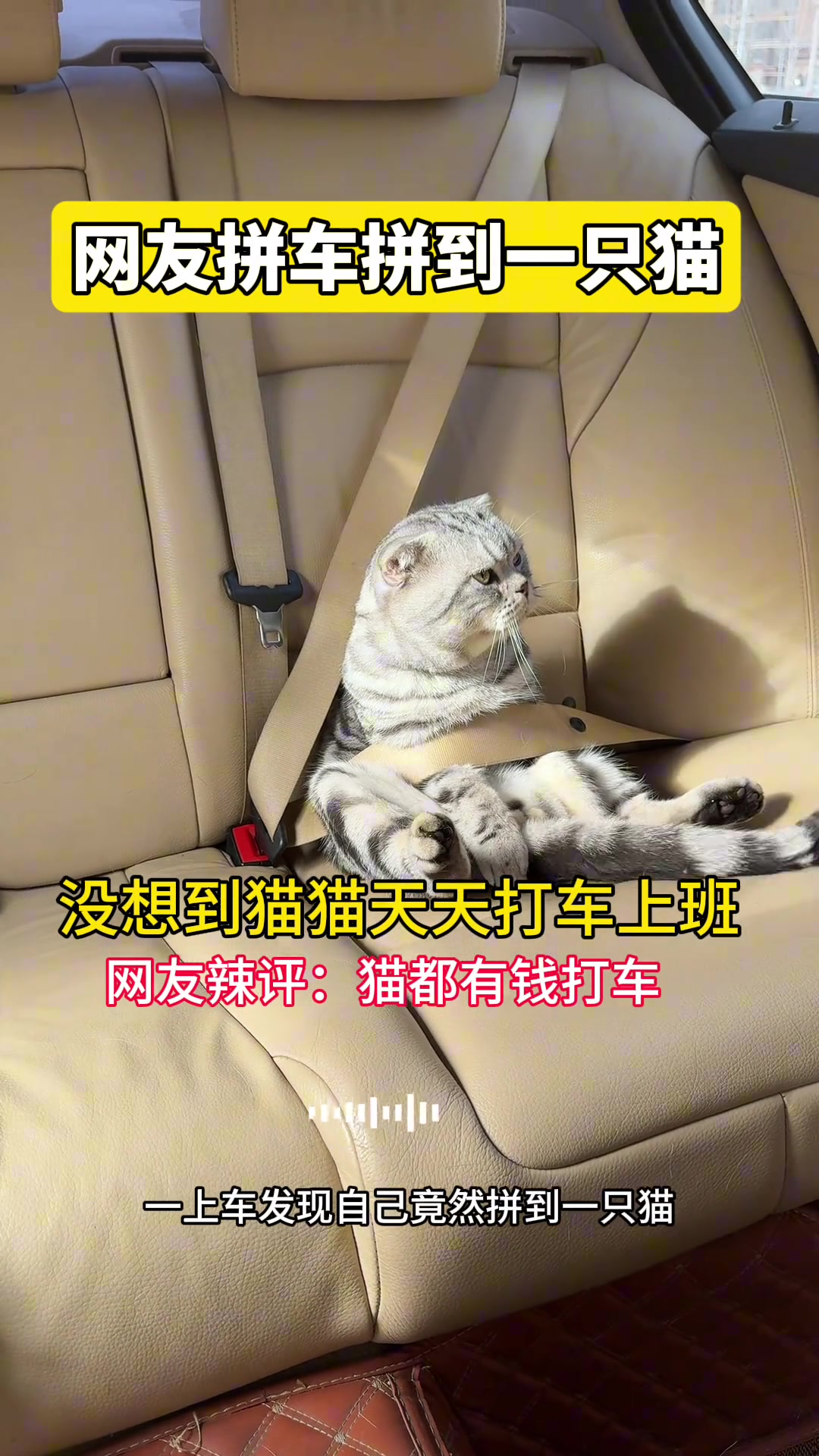 哈哈哈！司机：万万没想到我的大客户会是一只猫