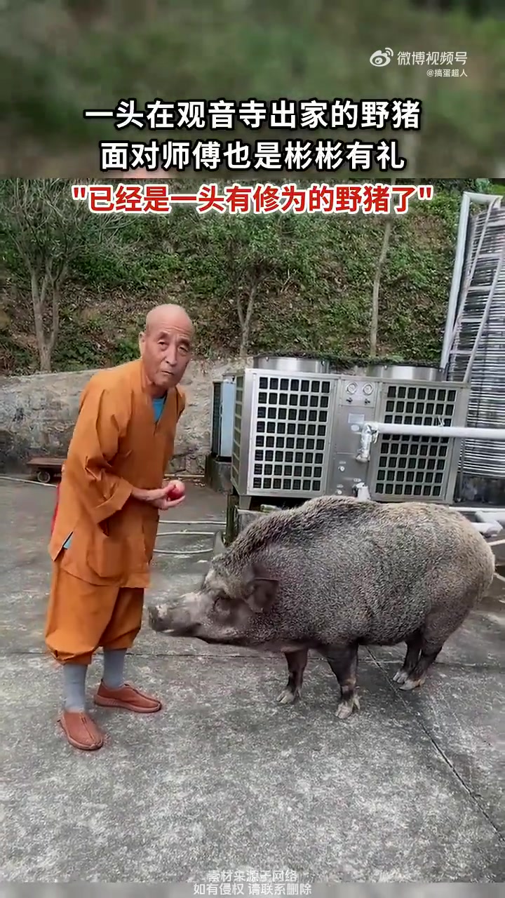一头野猪在观音寺面对师傅彬彬有礼