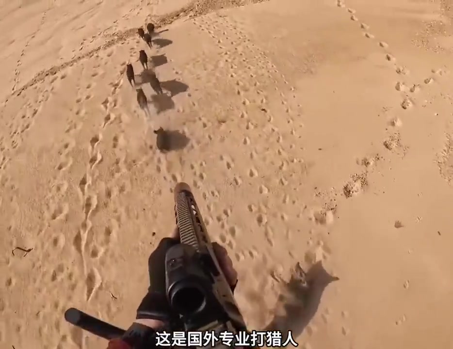 用枪清理户外泛滥野猪