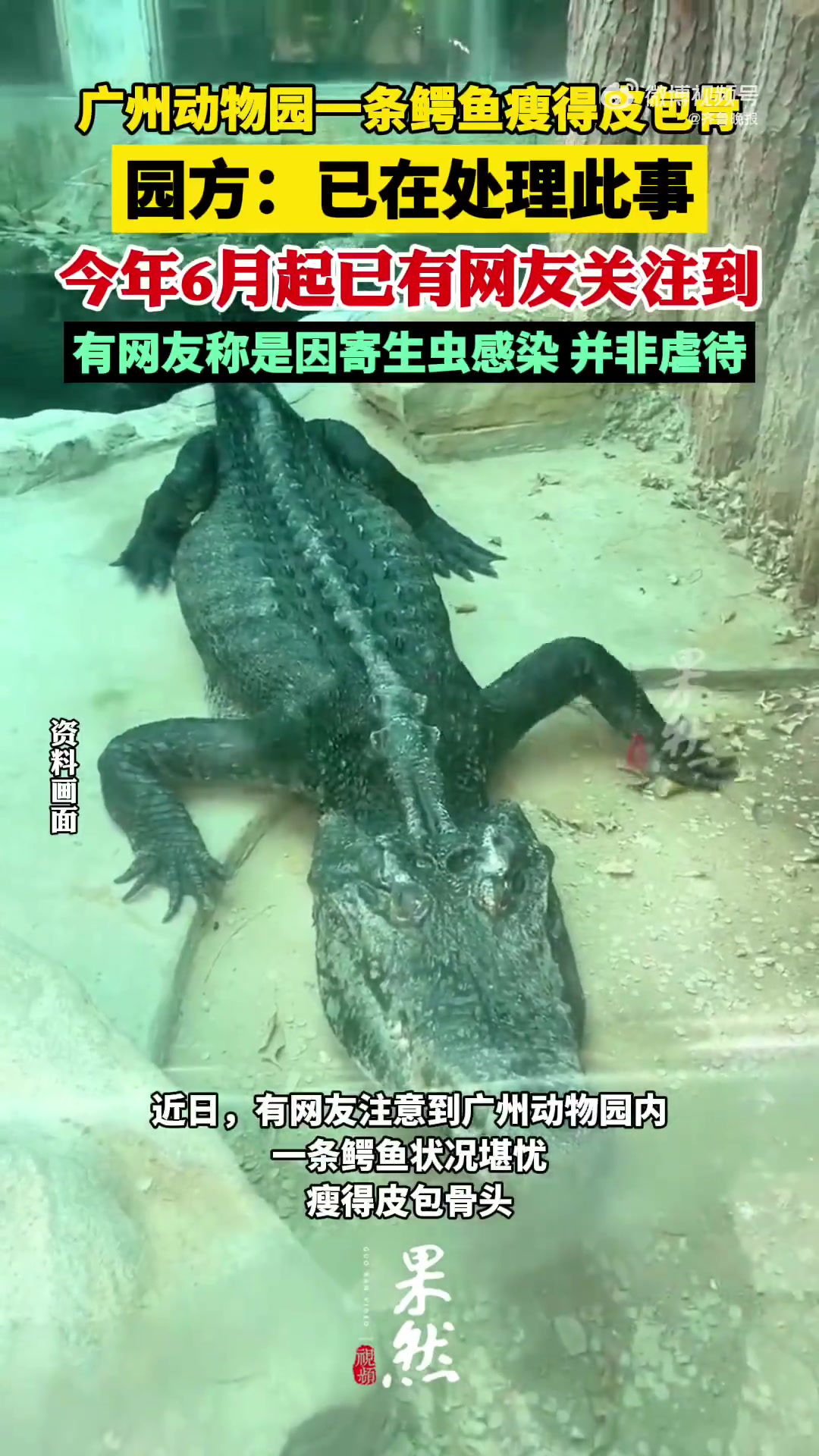 广州动物园回应一条鳄鱼瘦得皮包骨