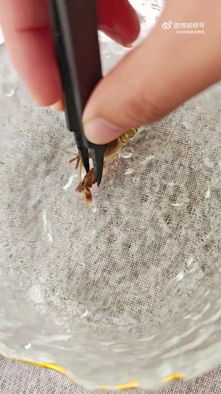 打火机虾声音这么大
