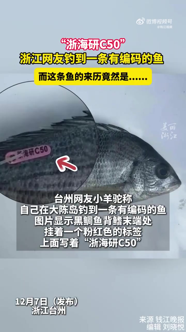 浙江钓鱼佬钓到有编码的黑鲷鱼，工作人员上门领鱼还有奖励