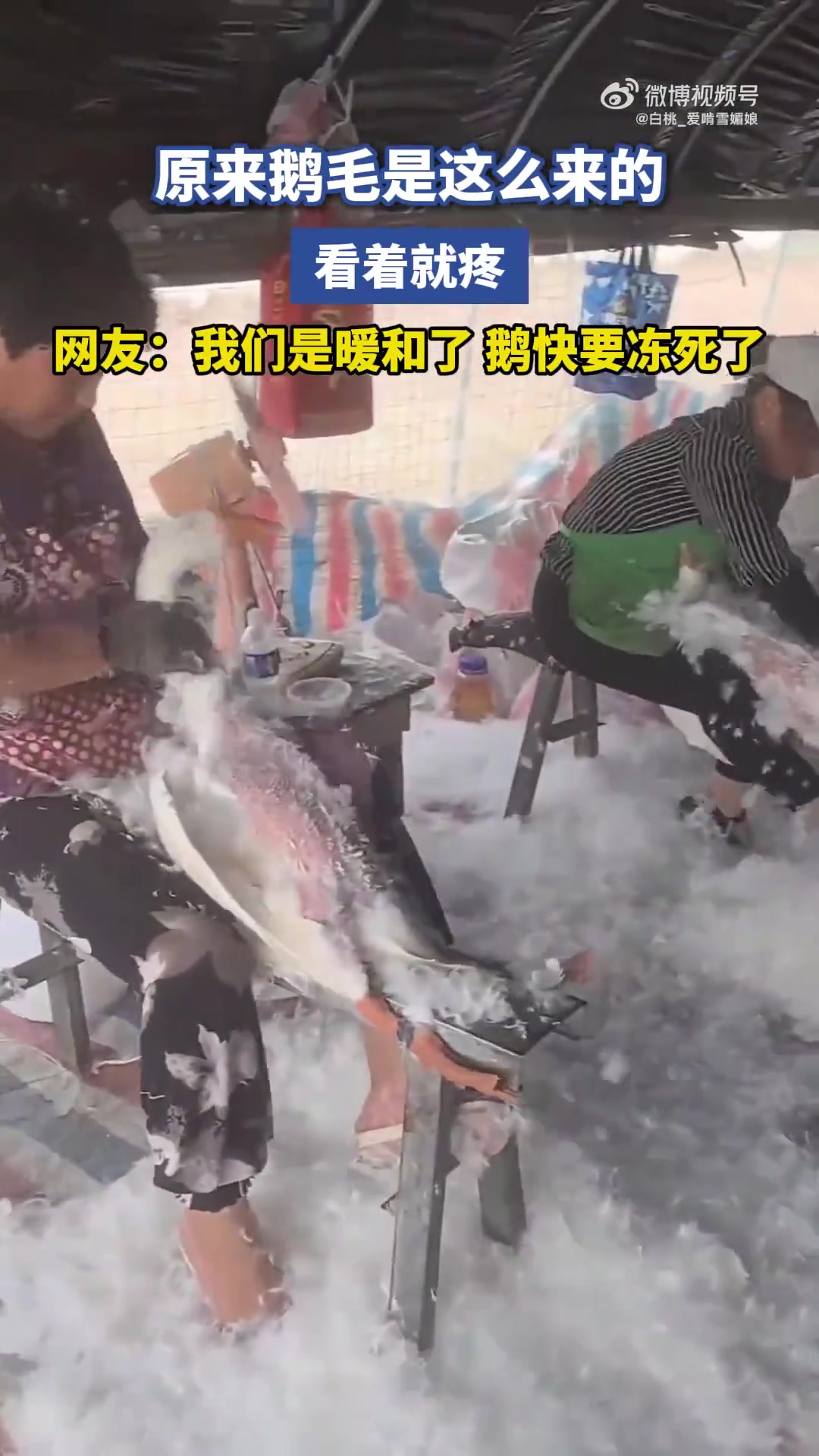原来鹅毛来源如此，网友：我们暖了，鹅快冻坏了！
