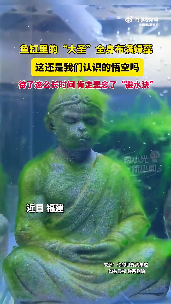 鱼缸里布满绿藻的“大圣”，待这么久肯定念了“避水诀”