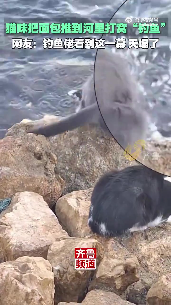 猫咪推面包下河打窝“钓鱼”，网友：钓鱼佬看了天塌了