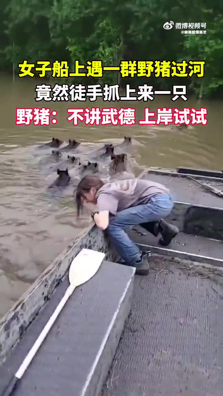 女子船上遇野猪过河，竟徒手抓上来一只