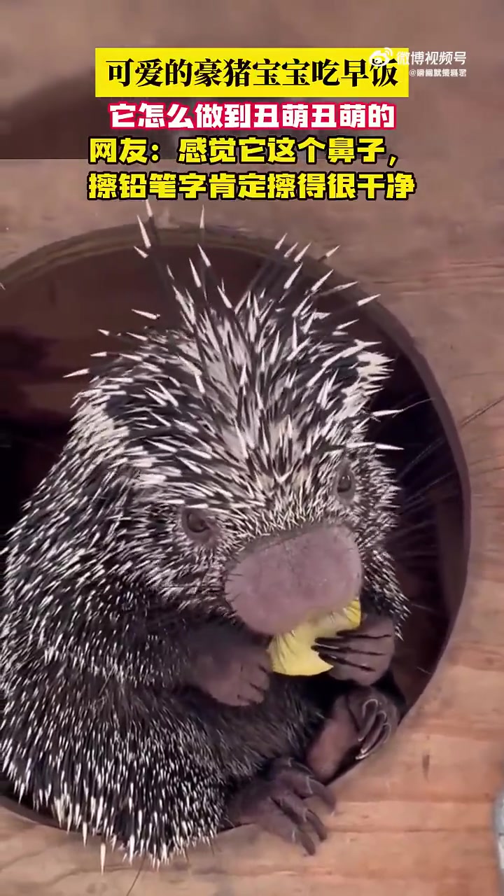 可爱豪猪宝宝，感觉它鼻子擦铅笔会很干净