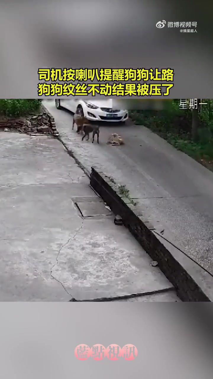 司机按喇叭提醒狗狗让路，狗狗却纹丝不动