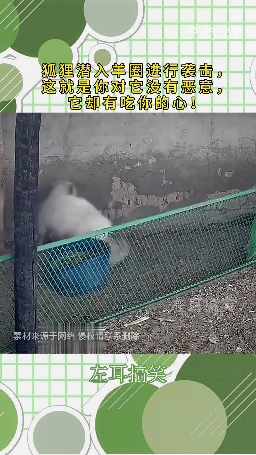 狐狸潜入羊圈袭击，你无恶意它却有吃你之心