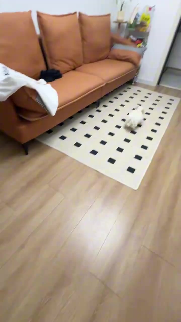 每天放出来都和疯了一样