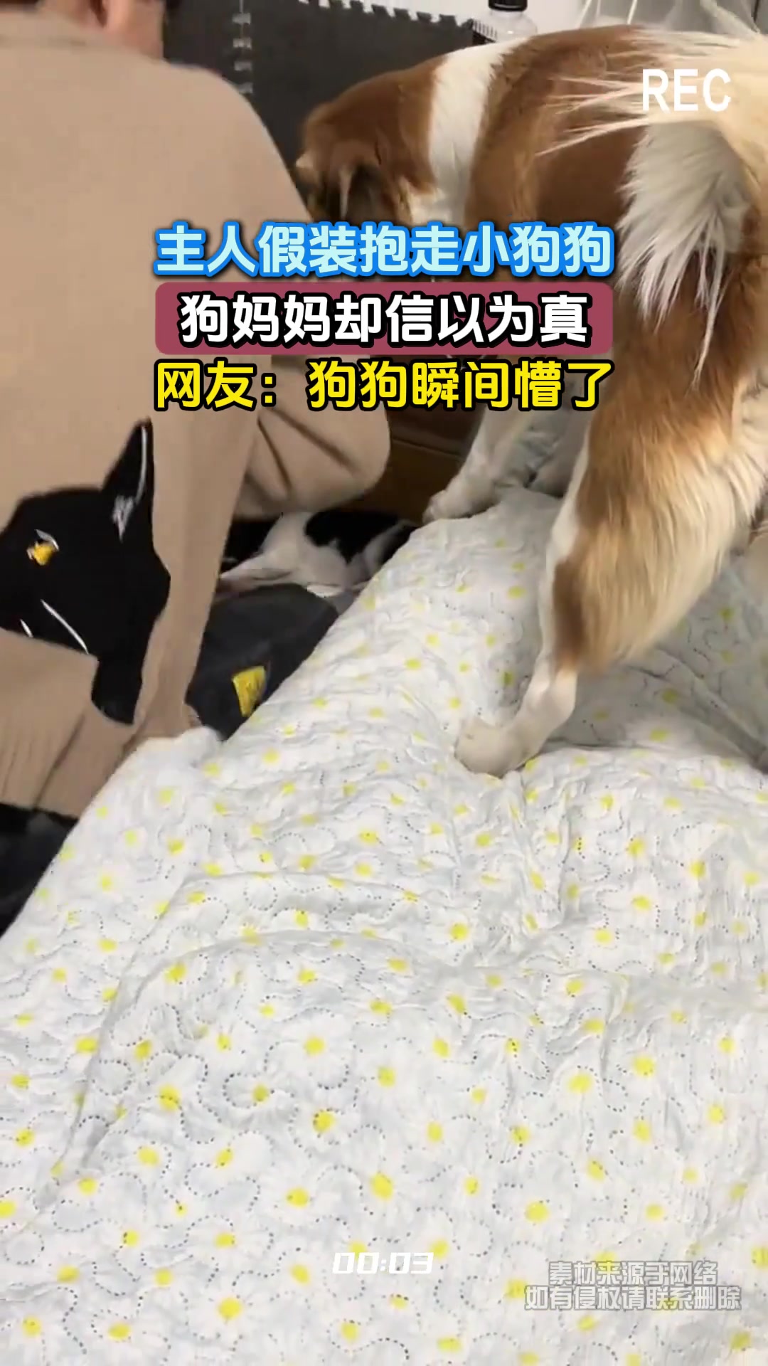 主人假装抱走小狗狗，狗妈妈却信以为真，网友：狗狗瞬间懵了！