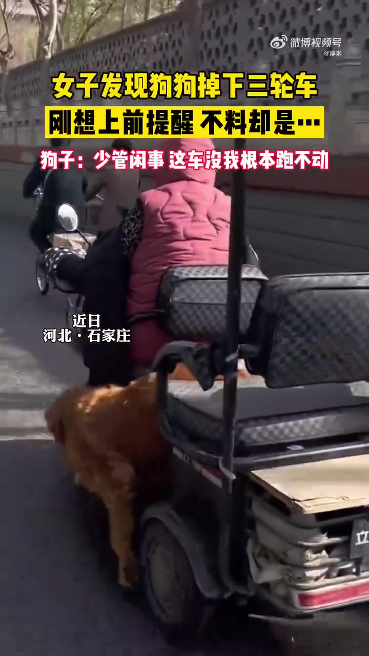 女子发现狗狗掉下三轮车，刚想上前提醒，结局万万没有想到....